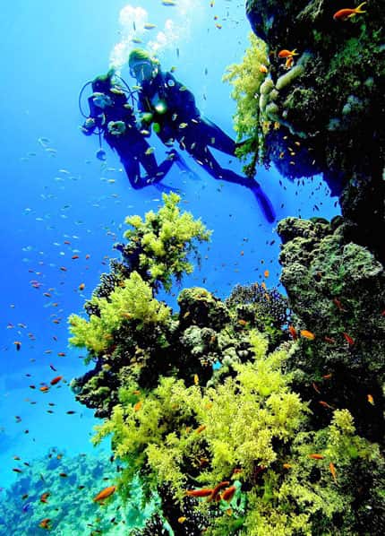 Stunning: The Great Barrier Reef is so extraordinary that I don’t think words can do it justice Stunning: The Great Barrier Reef is so extraordinary that I don’t think words can do it justice